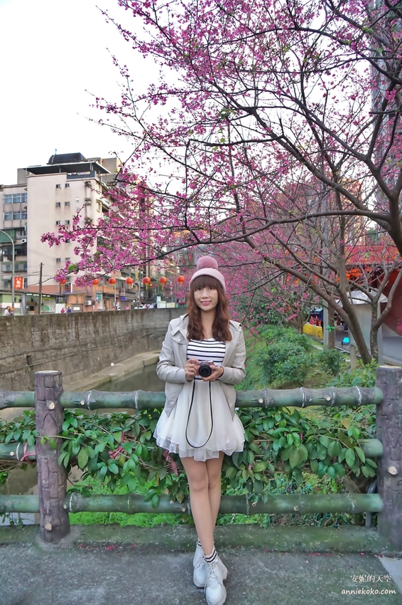 [汐止賞櫻]康誥坑溪河畔櫻花大滿開 像精靈般落入凡間夜景 彩色夜櫻超美 - 安妮的天空