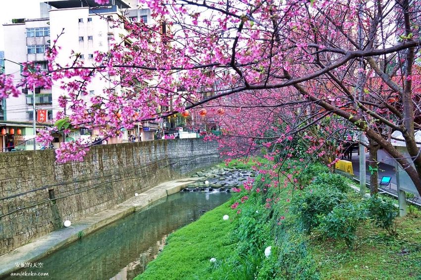 [汐止賞櫻]康誥坑溪河畔櫻花大滿開 像精靈般落入凡間夜景 彩色夜櫻超美 - 安妮的天空
