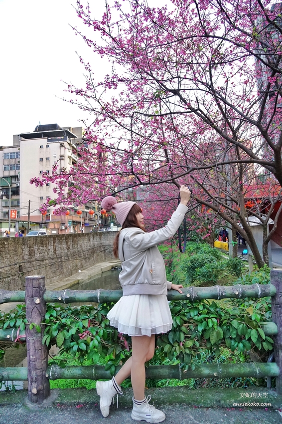 [汐止賞櫻]康誥坑溪河畔櫻花大滿開 像精靈般落入凡間夜景 彩色夜櫻超美 - 安妮的天空