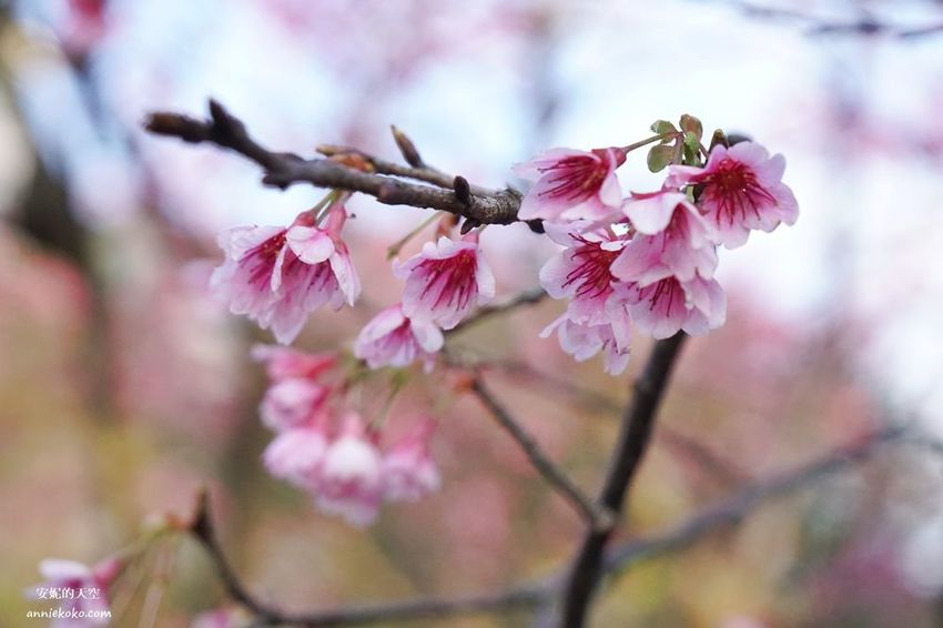 [汐止賞櫻]康誥坑溪河畔櫻花大滿開 像精靈般落入凡間夜景 彩色夜櫻超美 - 安妮的天空