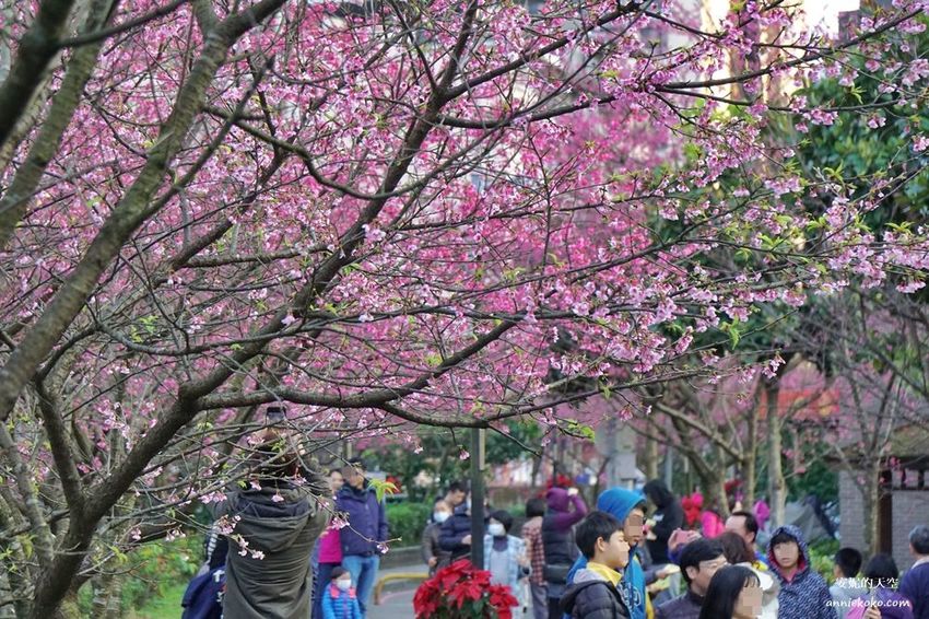 [汐止賞櫻]康誥坑溪河畔櫻花大滿開 像精靈般落入凡間夜景 彩色夜櫻超美 - 安妮的天空