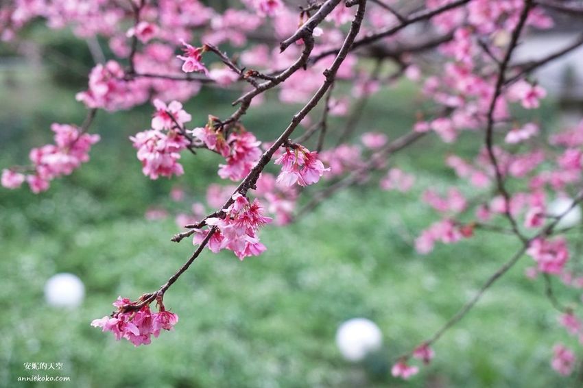 [汐止賞櫻]康誥坑溪河畔櫻花大滿開 像精靈般落入凡間夜景 彩色夜櫻超美 - 安妮的天空
