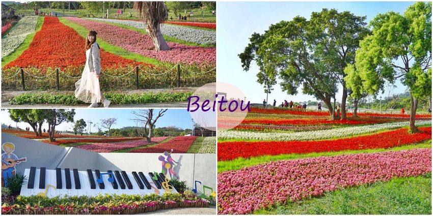 [汐止賞櫻]康誥坑溪河畔櫻花大滿開 像精靈般落入凡間夜景 彩色夜櫻超美 - 安妮的天空