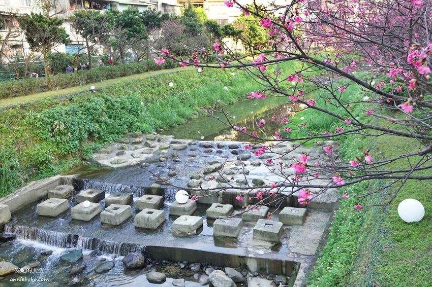 [汐止賞櫻]康誥坑溪河畔櫻花大滿開 像精靈般落入凡間夜景 彩色夜櫻超美 - 安妮的天空