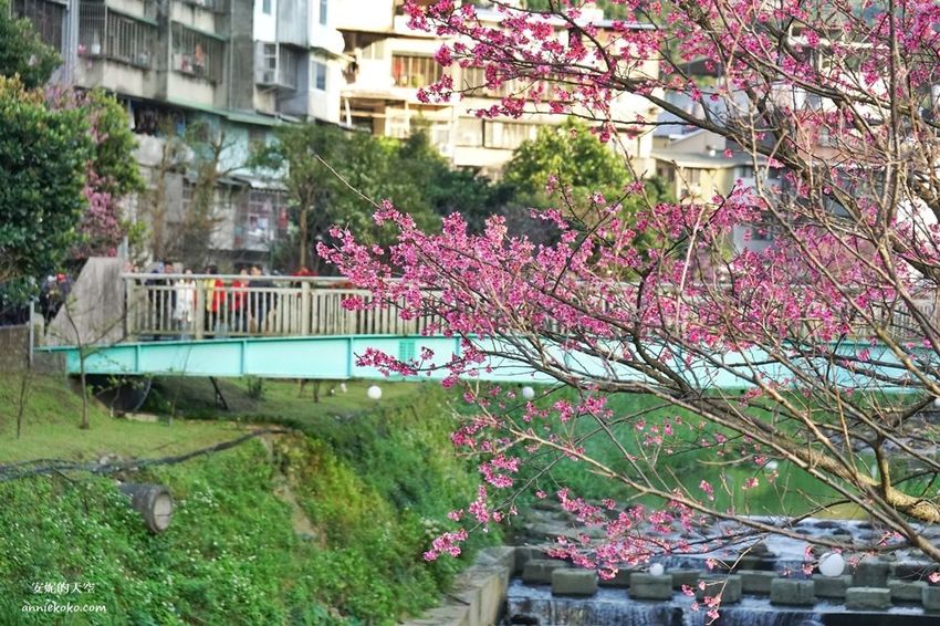 [汐止賞櫻]康誥坑溪河畔櫻花大滿開 像精靈般落入凡間夜景 彩色夜櫻超美 - 安妮的天空