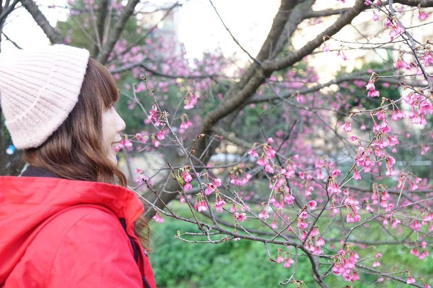 [汐止賞櫻]康誥坑溪河畔櫻花大滿開 像精靈般落入凡間夜景 彩色夜櫻超美 - 安妮的天空