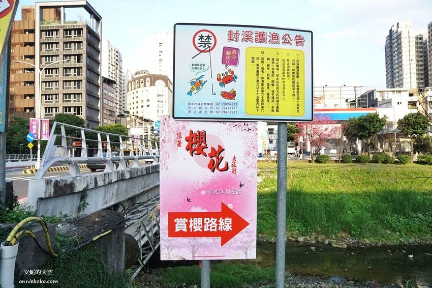 [汐止賞櫻]康誥坑溪河畔櫻花大滿開 像精靈般落入凡間夜景 彩色夜櫻超美 - 安妮的天空