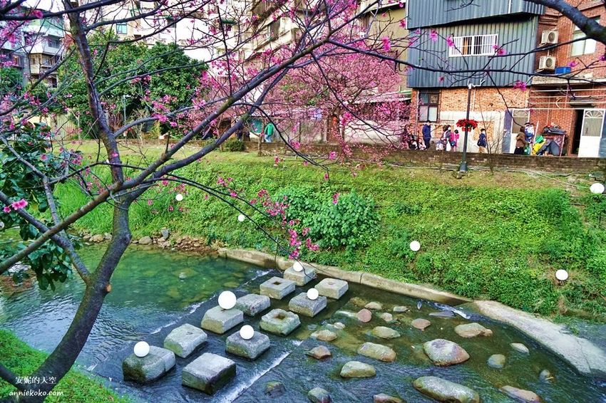[汐止賞櫻]康誥坑溪河畔櫻花大滿開 像精靈般落入凡間夜景 彩色夜櫻超美 - 安妮的天空