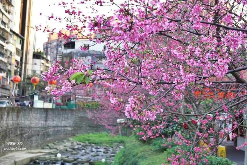 [汐止賞櫻]康誥坑溪河畔櫻花大滿開 像精靈般落入凡間夜景 彩色夜櫻超美 - 安妮的天空