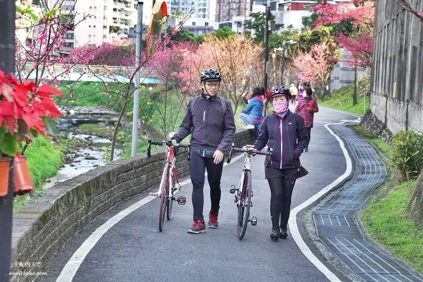 [汐止賞櫻]康誥坑溪河畔櫻花大滿開 像精靈般落入凡間夜景 彩色夜櫻超美 - 安妮的天空