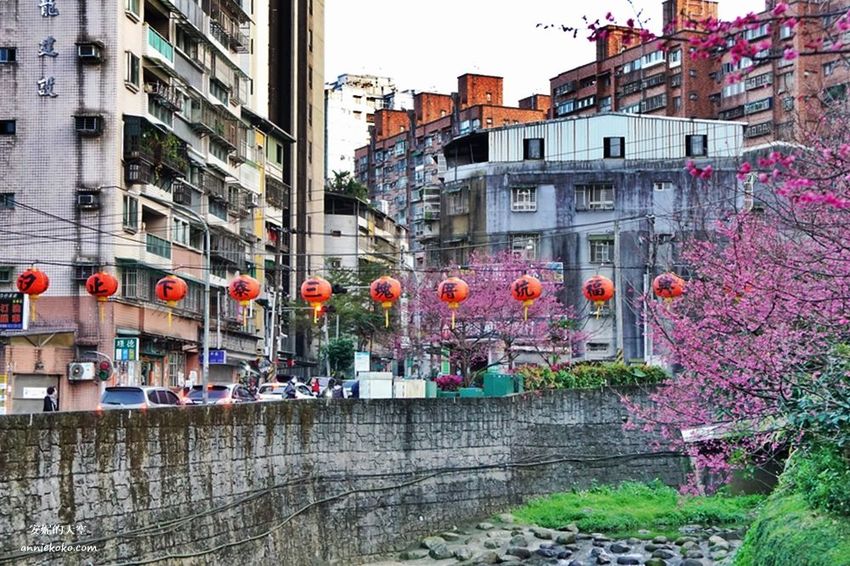 [汐止賞櫻]康誥坑溪河畔櫻花大滿開 像精靈般落入凡間夜景 彩色夜櫻超美 - 安妮的天空