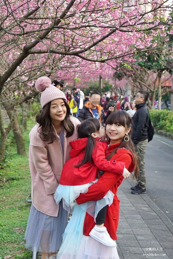 [汐止賞櫻]康誥坑溪河畔櫻花大滿開 像精靈般落入凡間夜景 彩色夜櫻超美 - 安妮的天空