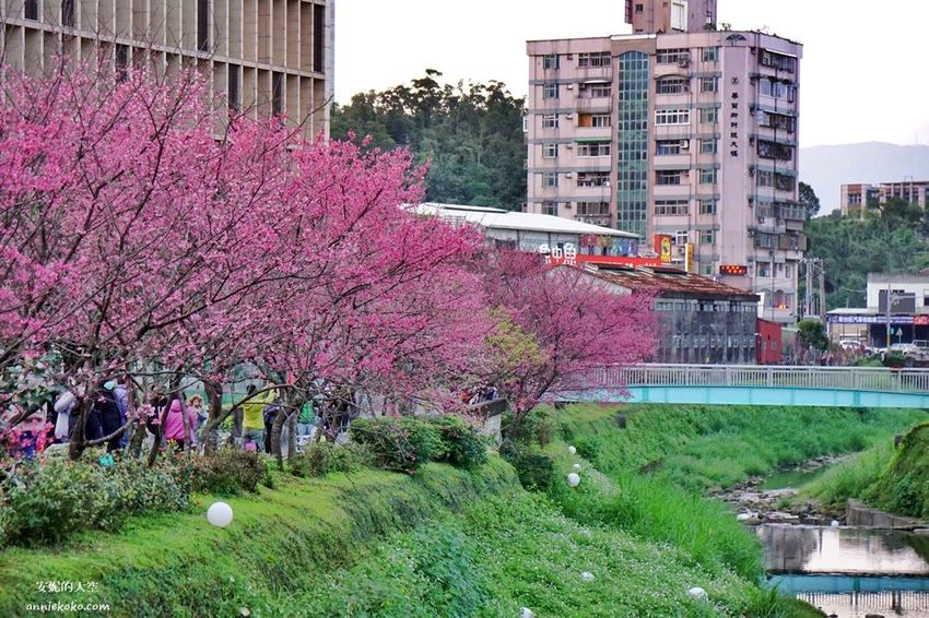 [汐止賞櫻]康誥坑溪河畔櫻花大滿開 像精靈般落入凡間夜景 彩色夜櫻超美 - 安妮的天空