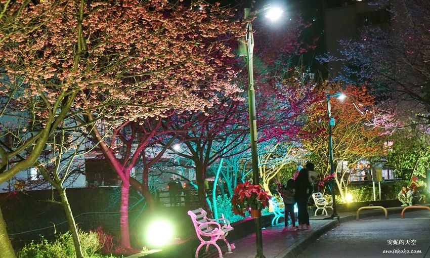 [汐止賞櫻]康誥坑溪河畔櫻花大滿開 像精靈般落入凡間夜景 彩色夜櫻超美 - 安妮的天空
