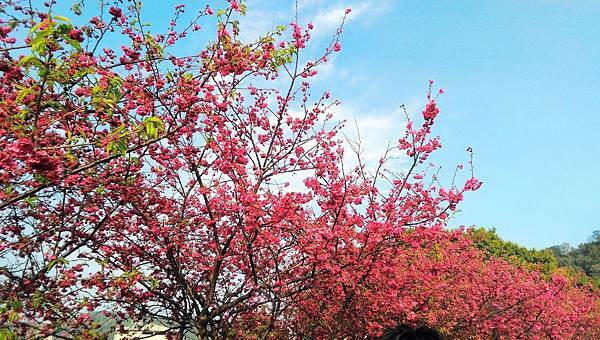 【台中美食】萊特薇庭台中最美的飯店式宴會餐廳，人生最重要決定就在這舉行吧！婚宴辦桌桌菜菜色心得分享紀錄。 @熊寶小榆の旅遊日記
