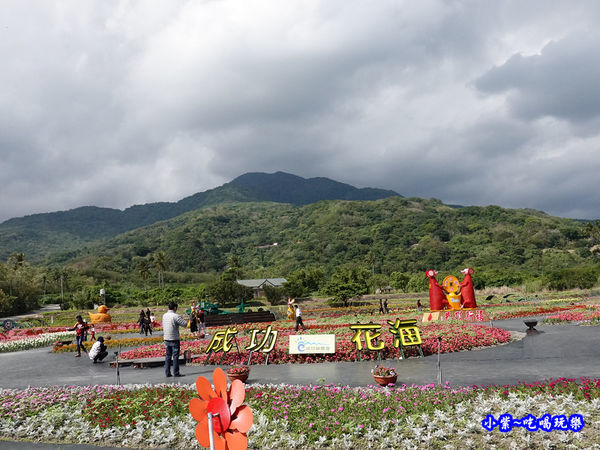 2020台東成功花海 (6).jpg