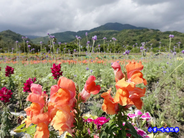 2020台東成功花海 (13).jpg