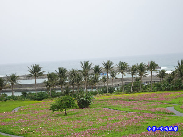 2017成功花海-觀景台 (6).jpg