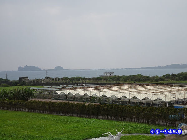 2017成功花海-觀景台 (3).jpg