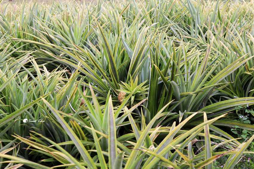富興社區森林小火車