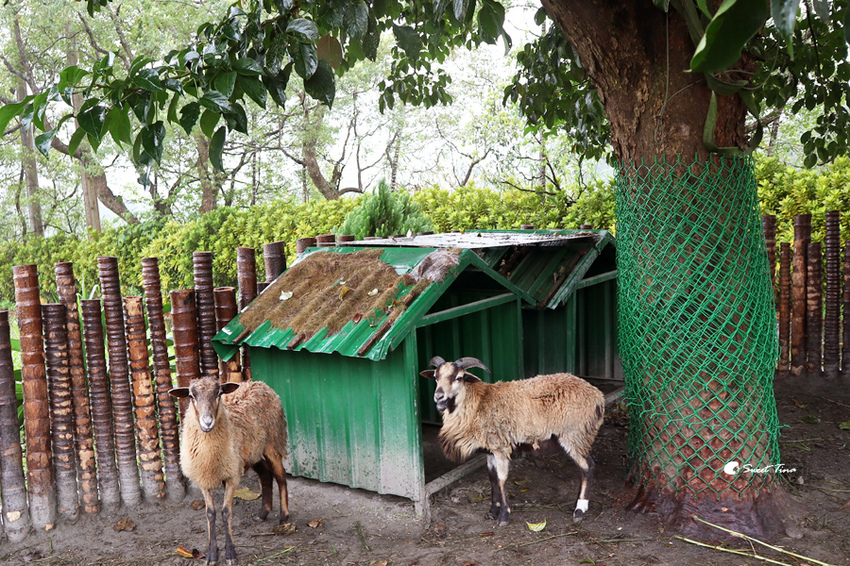 瑞穗棕櫚湖民宿
