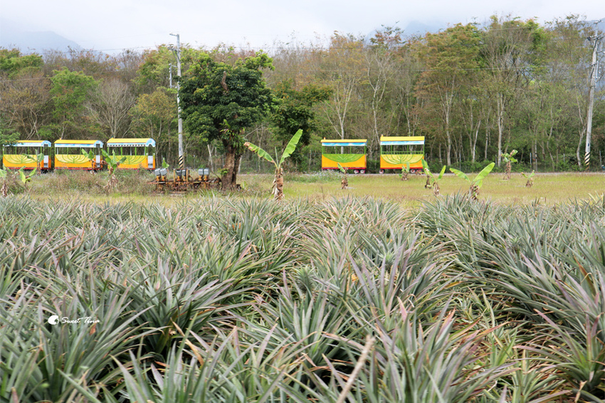 富興社區森林小火車