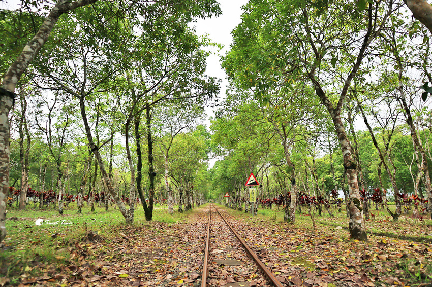 富興社區森林小火車