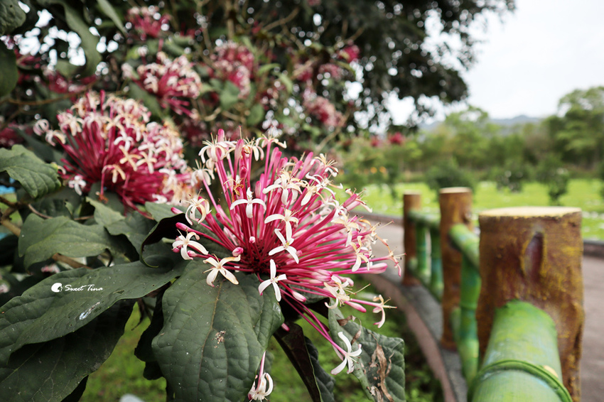 富興社區森林小火車