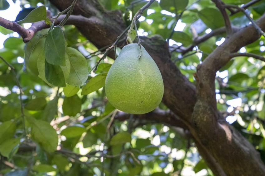 花蓮 三天兩夜|瑞穗玉里伴手禮推薦,蜜香紅茶禮盒、米麻糬、柚皮糖必買,「黃金湯」小木屋溫泉CP值超高! · 算命的說我很愛吃