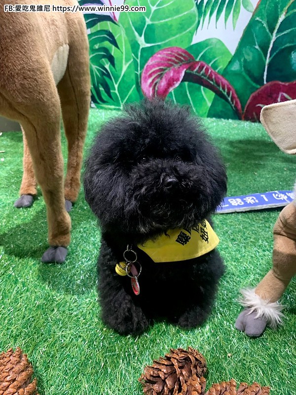 麋鹿鍋物_200119_0025