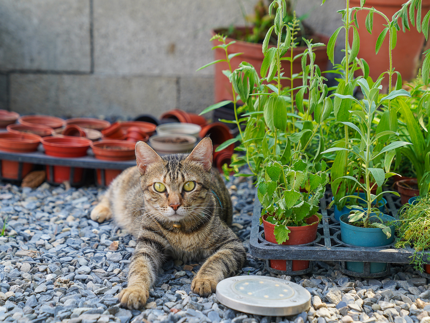 [高雄]肉肉栽培研究所-多肉植物主題景觀咖啡廳~跟摩艾一起嘟嘴賣萌 - 美食好芃友