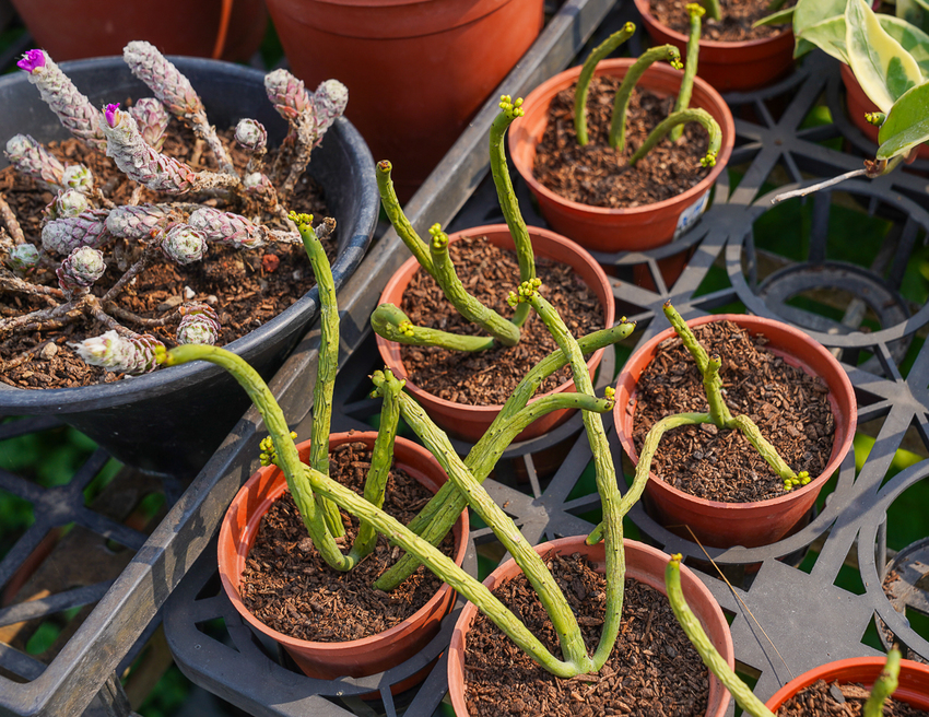 [高雄]肉肉栽培研究所-多肉植物主題景觀咖啡廳~跟摩艾一起嘟嘴賣萌 - 美食好芃友