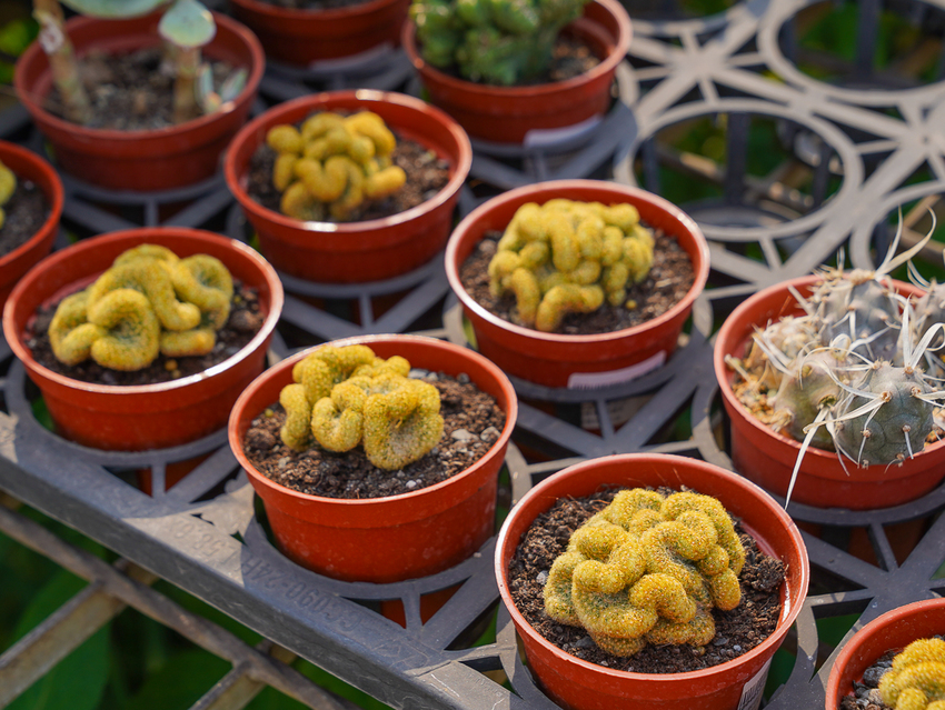 [高雄]肉肉栽培研究所-多肉植物主題景觀咖啡廳~跟摩艾一起嘟嘴賣萌 - 美食好芃友