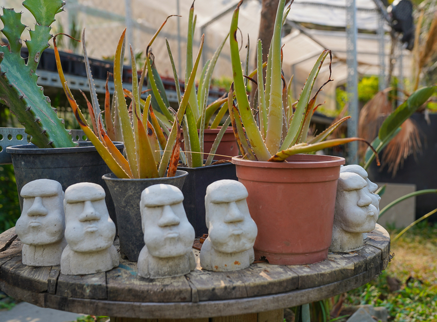 [高雄]肉肉栽培研究所-多肉植物主題景觀咖啡廳~跟摩艾一起嘟嘴賣萌 - 美食好芃友