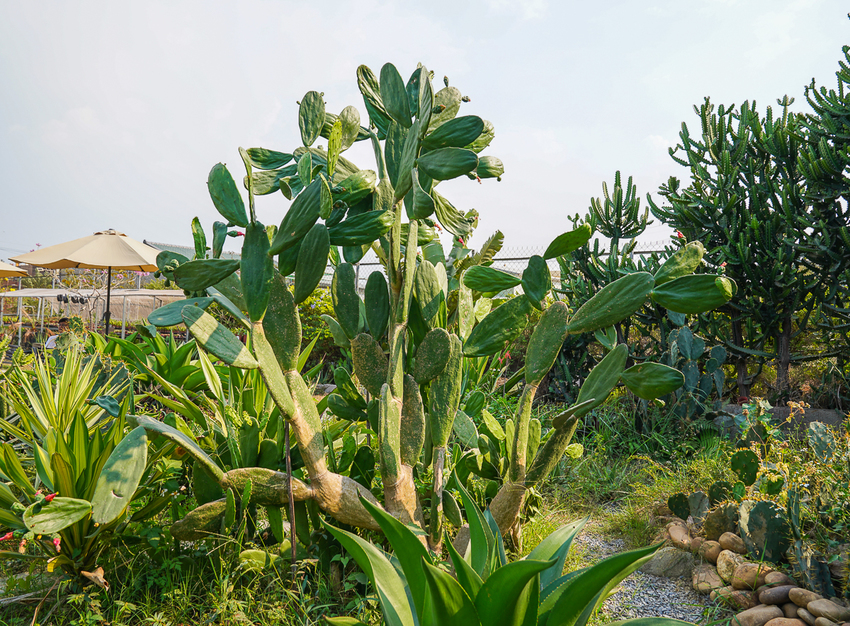 [高雄]肉肉栽培研究所-多肉植物主題景觀咖啡廳~跟摩艾一起嘟嘴賣萌 - 美食好芃友