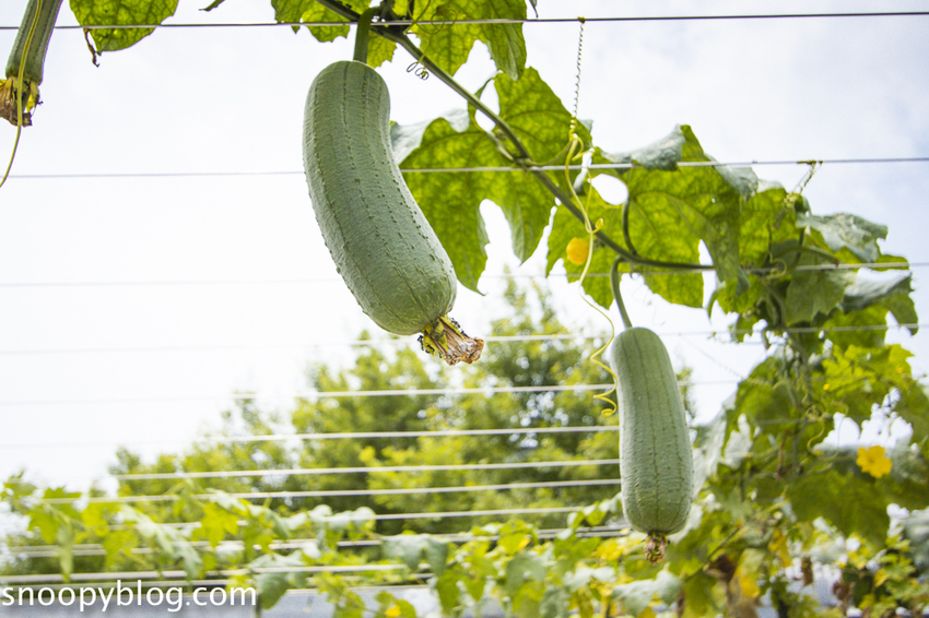 【雲林景點】斗六親子景點｜鵝童樂園～免門票好好拍，旋轉飛天鵝、飛天鵝溜滑梯、兒童戲沙池、愛鵝樂親子餐廳