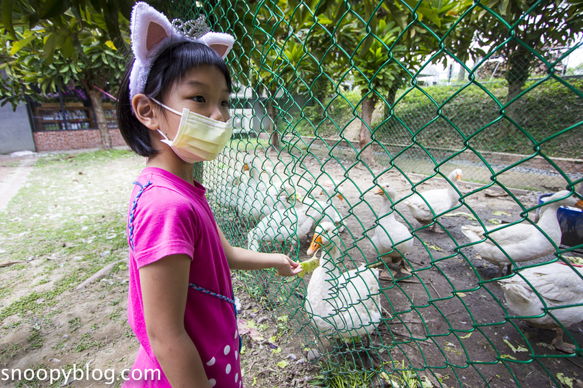 【雲林景點】斗六親子景點｜鵝童樂園～免門票好好拍，旋轉飛天鵝、飛天鵝溜滑梯、兒童戲沙池、愛鵝樂親子餐廳