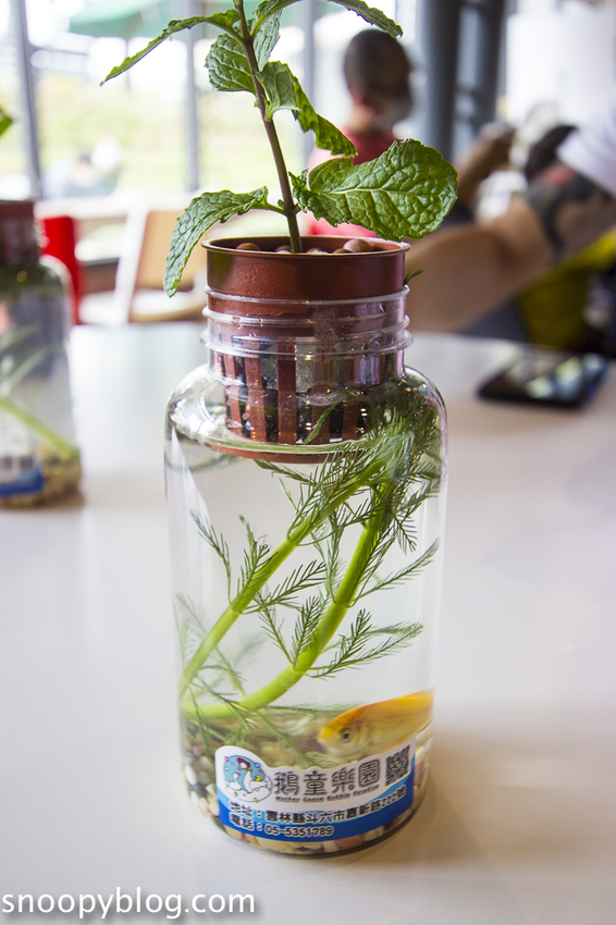 【雲林景點】斗六親子景點｜鵝童樂園～免門票好好拍，旋轉飛天鵝、飛天鵝溜滑梯、兒童戲沙池、愛鵝樂親子餐廳