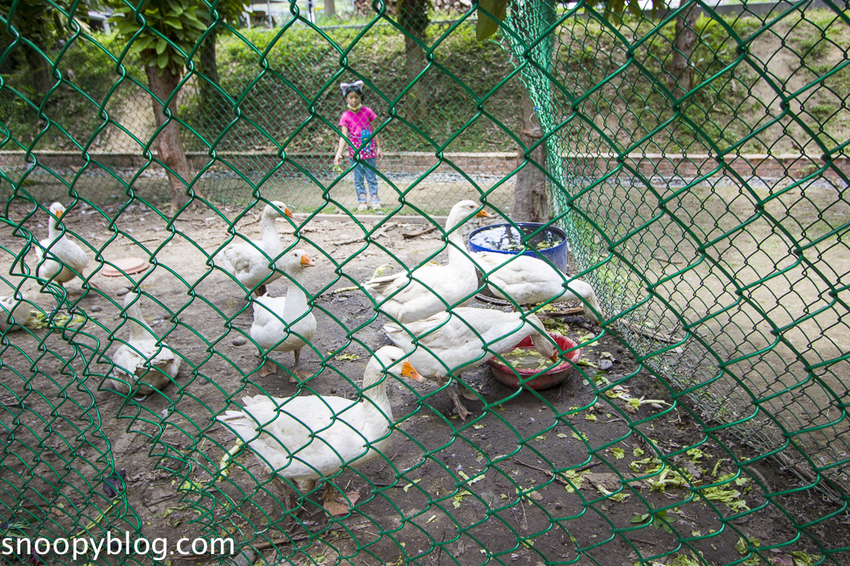 【雲林景點】斗六親子景點｜鵝童樂園～免門票好好拍，旋轉飛天鵝、飛天鵝溜滑梯、兒童戲沙池、愛鵝樂親子餐廳