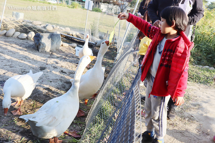雲林親子景點 免門票鵝童樂園 (15).JPG