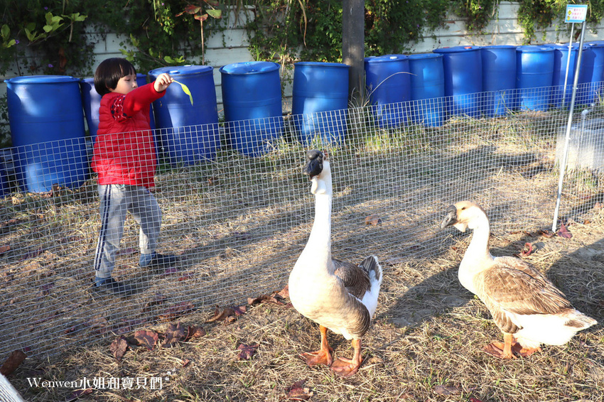 雲林親子景點 免門票鵝童樂園 (14).JPG