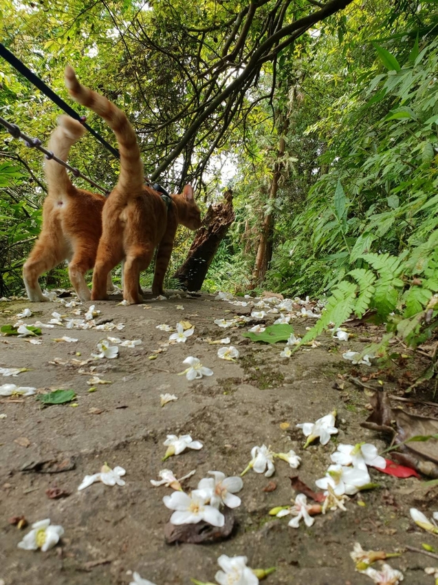 【新竹.北埔】森窯have a picnic。森林系野餐行程阿貓阿狗都可以帶去。各類窯烤比薩+咖啡