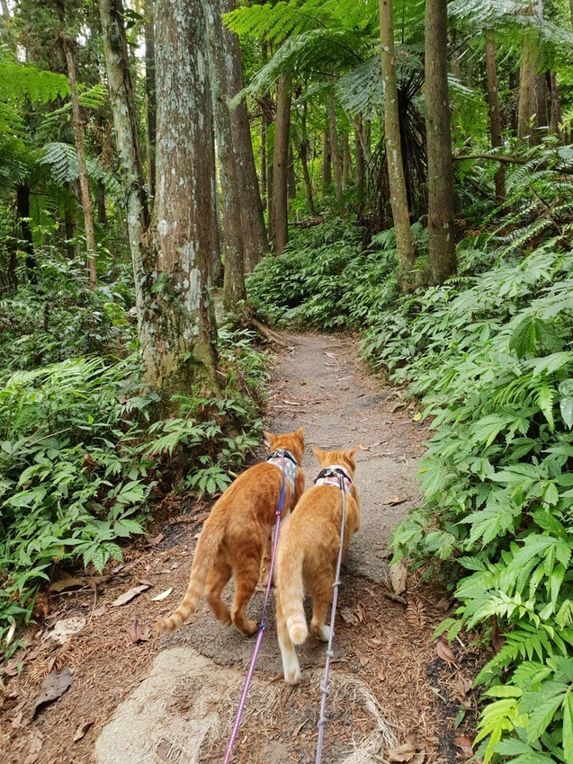 【新竹.北埔】森窯have a picnic。森林系野餐行程阿貓阿狗都可以帶去。各類窯烤比薩+咖啡