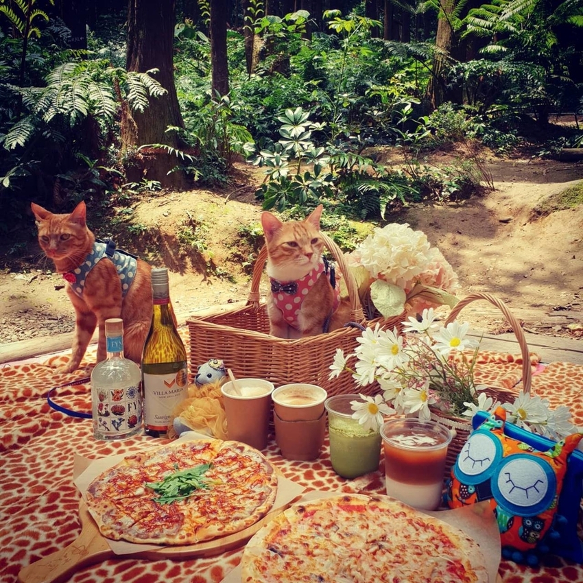 【新竹.北埔】森窯have a picnic。森林系野餐行程阿貓阿狗都可以帶去。各類窯烤比薩+咖啡