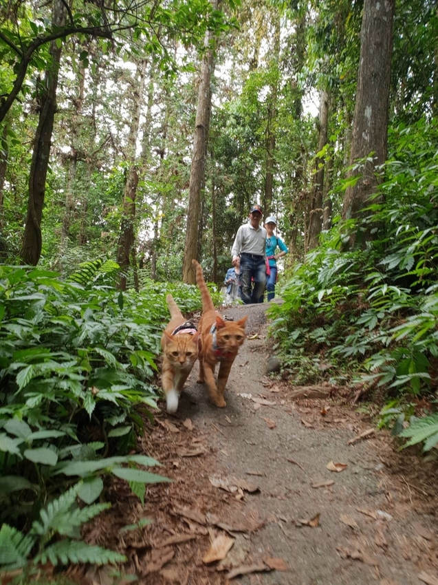 【新竹.北埔】森窯have a picnic。森林系野餐行程阿貓阿狗都可以帶去。各類窯烤比薩+咖啡