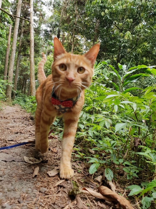 【新竹.北埔】森窯have a picnic。森林系野餐行程阿貓阿狗都可以帶去。各類窯烤比薩+咖啡