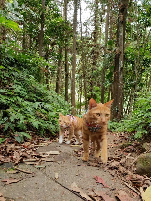 【新竹.北埔】森窯have a picnic。森林系野餐行程阿貓阿狗都可以帶去。各類窯烤比薩+咖啡