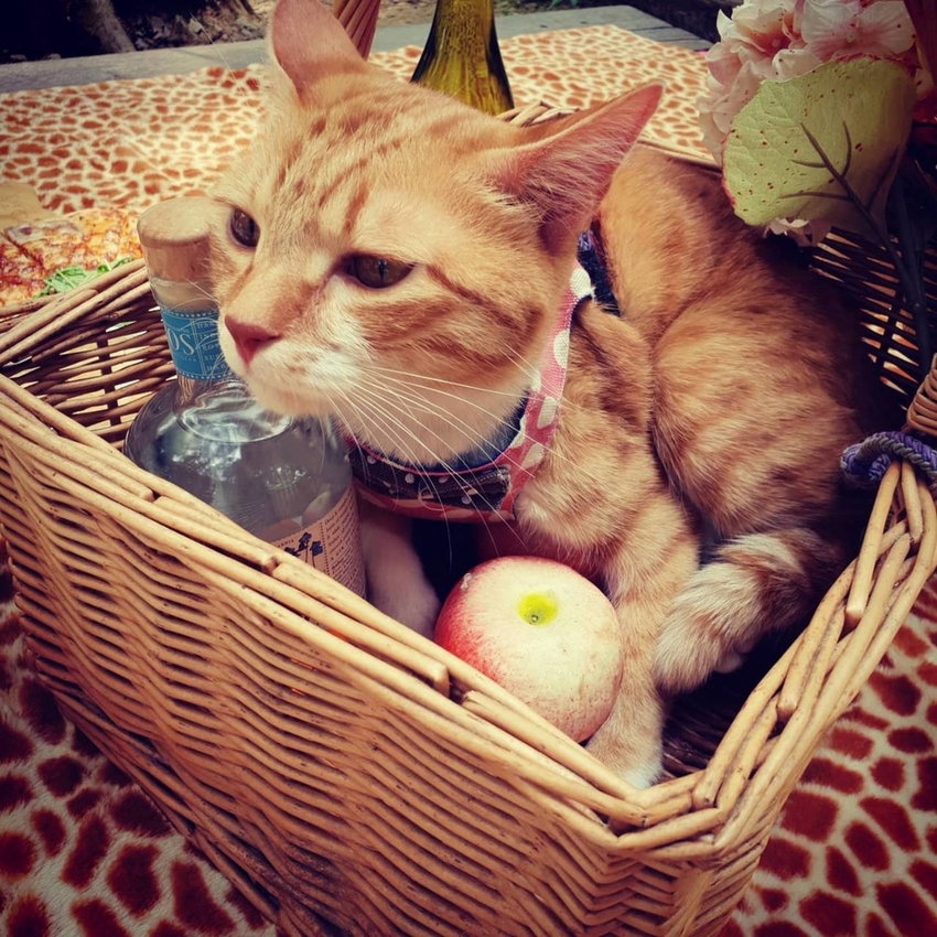 【新竹.北埔】森窯have a picnic。森林系野餐行程阿貓阿狗都可以帶去。各類窯烤比薩+咖啡