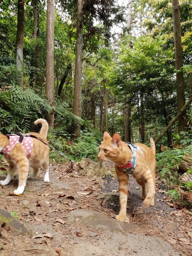 【新竹.北埔】森窯have a picnic。森林系野餐行程阿貓阿狗都可以帶去。各類窯烤比薩+咖啡