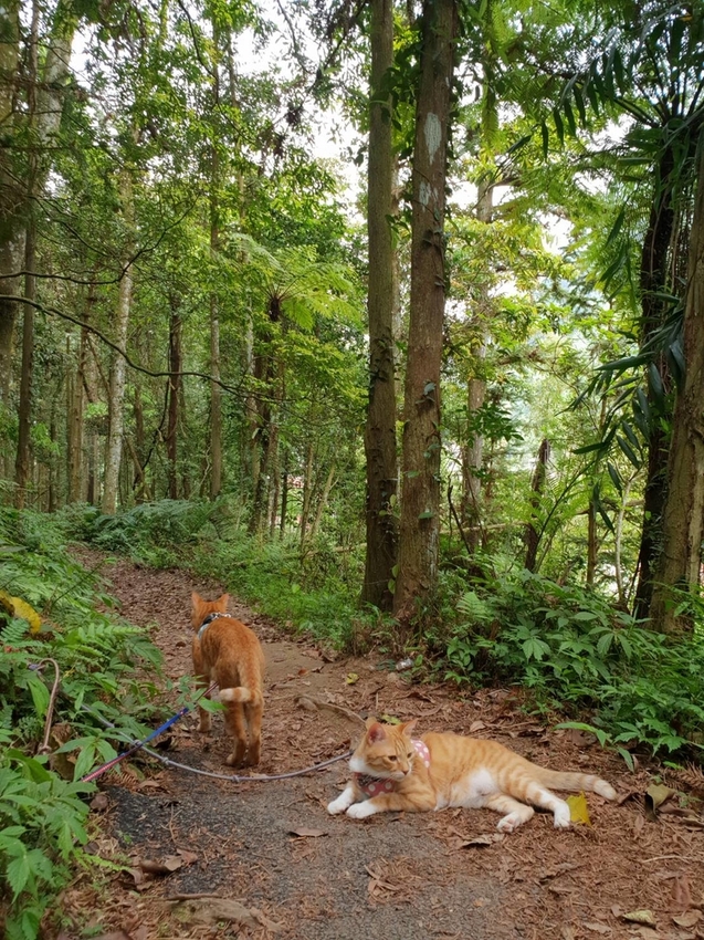 【新竹.北埔】森窯have a picnic。森林系野餐行程阿貓阿狗都可以帶去。各類窯烤比薩+咖啡